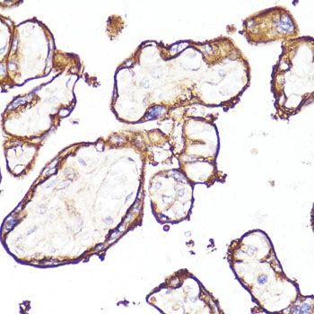 Immunohistochemistry - MME antibody (144-05664)