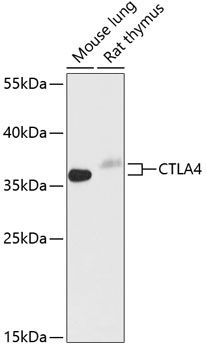 Western blot