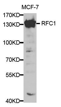 Western blot - RFC1 antibody (144-01625)