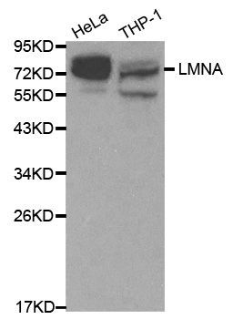 Western blot - Lamin A/C Polyclonal Antibody (144-00249)