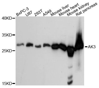 Western blot - AK3 antibody (144-61395)