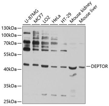 Western blot
