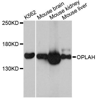 Western blot - OPLAH antibody (144-012032)