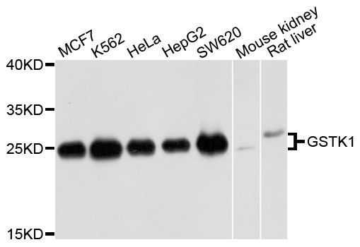 Western blot - GSTK1 Polyclonal Antibody (144-05226)