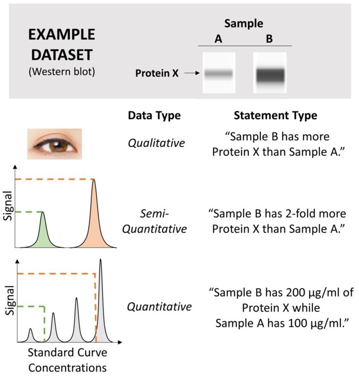 Types of Data Output Generated by Arrays for Multiplex Protein Detection