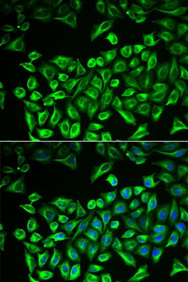 Immunofluorescence - HAS3 antibody (144-60361)