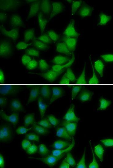 Immunofluorescence - POLR2H antibody (144-60291)