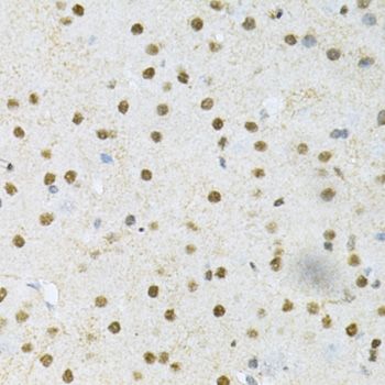 Immunohistochemistry - SNRPE Antibody (144-05488)