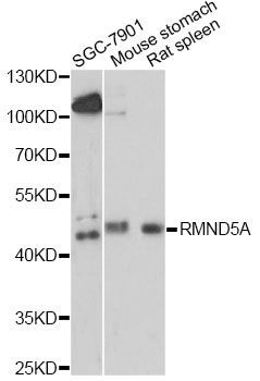 Western blot - RMND5A antibody (144-014924)