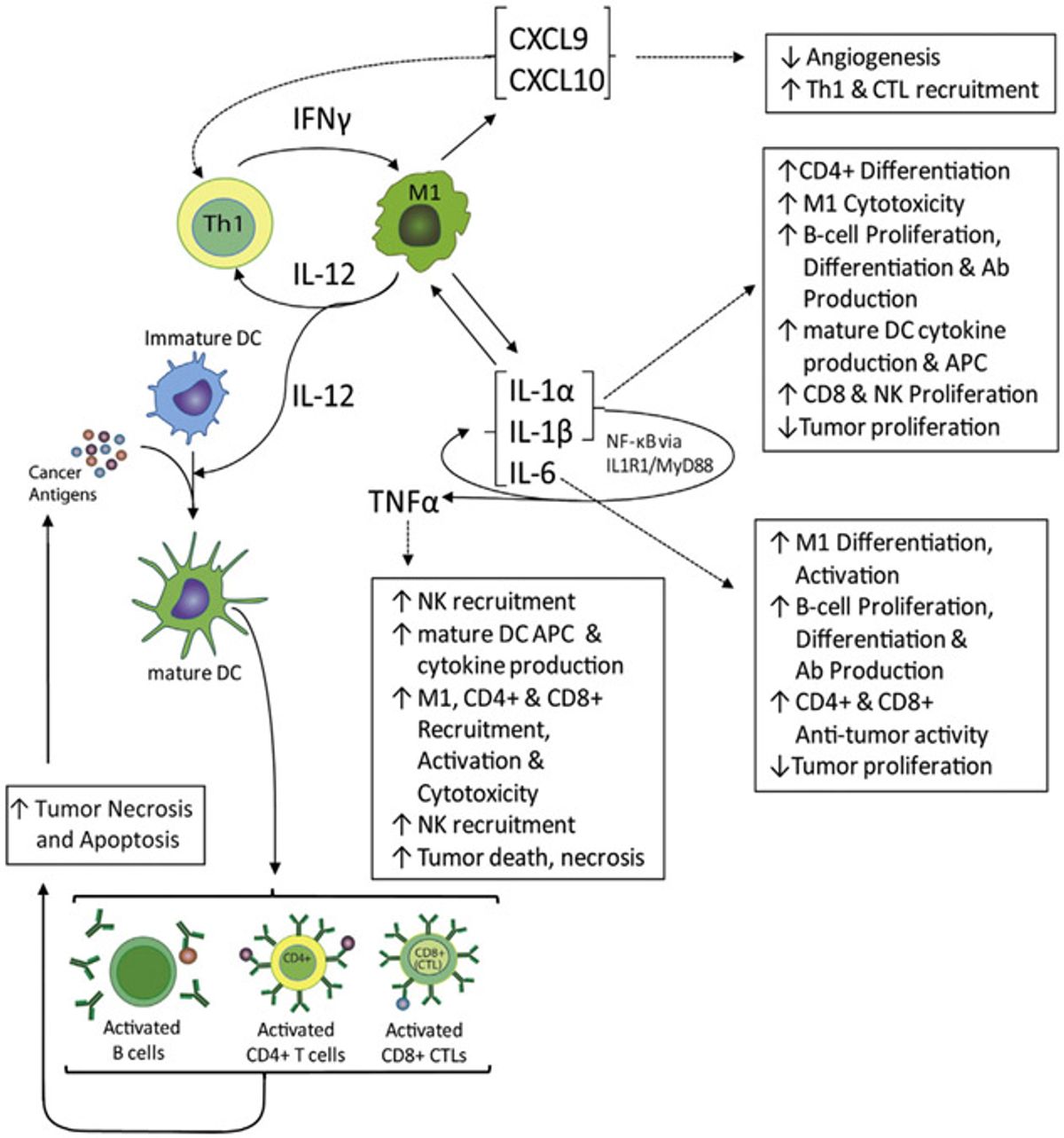 Tumor-Suppressing Inflammation Model