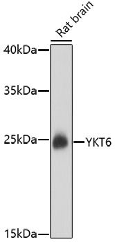 Western blot