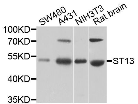 Western blot - ST13 antibody (144-08454)