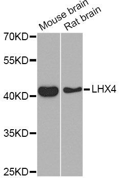 Western blot - LHX4 Antibody (144-08072)