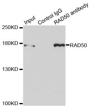 Immunoprecipitation - RAD50 Polyclonal Antibody (144-03078)