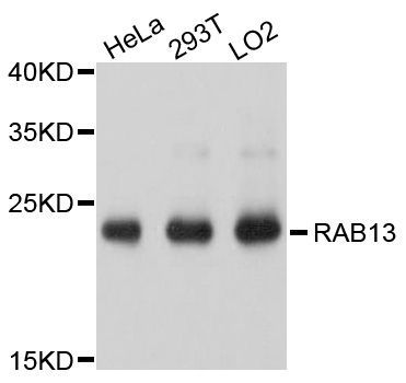 Western blot - RAB13 Polyclonal Antibody (144-10571)