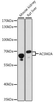 Western blot - ACSM2A antibody (144-61113)