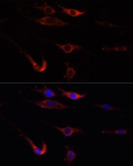 Immunofluorescence - MTOR antibody (144-11355)