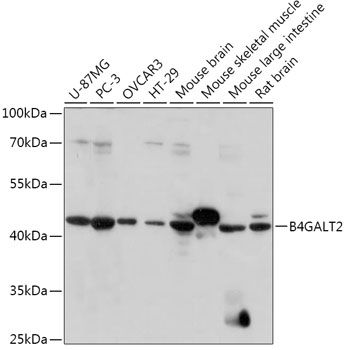 Western blot