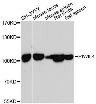 Western blot - PIWIL4 antibody (144-60235)