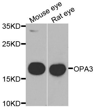 Western blot - OPA3 antibody (144-07997)