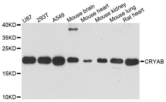 Western blot - CRYAB antibody (144-60449)