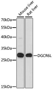 Western blot