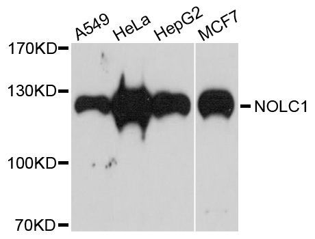 Western blot - NOLC1 antibody (144-05899)