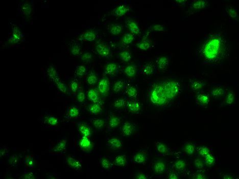 Immunofluorescence - NELFE Polyclonal Antibody (144-07006)