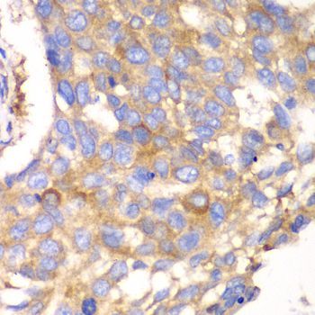 Immunohistochemistry - CAPNS1 antibody (144-06539)