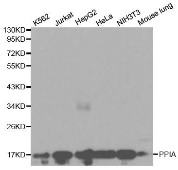 Western blot - PPIA Polyclonal Antibody (144-00993)