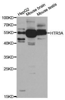 Western blot - HTR3A antibody (144-05647)