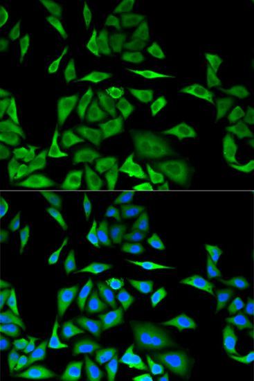Immunofluorescence - DBI antibody (144-60267)
