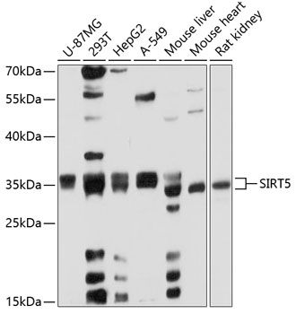 Western blot
