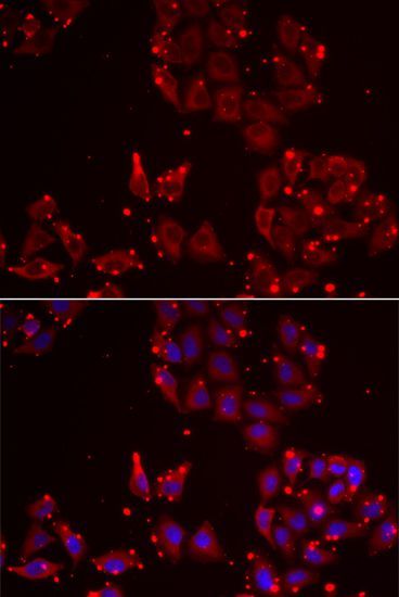Immunofluorescence - MSRA Polyclonal Antibody (144-12464)