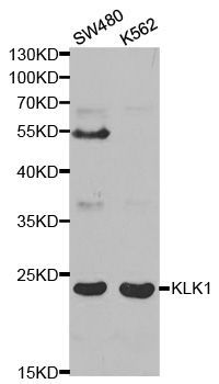 Western blot - KLK1 antibody (144-01807)