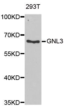 Western blot - GNL3 Polyclonal Antibody (144-06459)