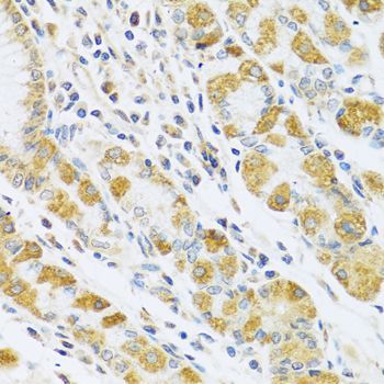 Immunohistochemistry - PSG1 antibody (144-06399)