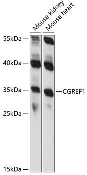 Western blot