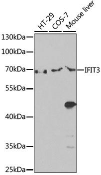 Western blot - IFIT3 antibody (144-60547)