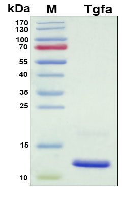 SDS-PAGE