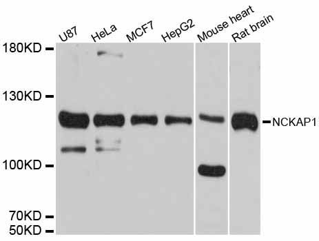 Western blot - NCKAP1 antibody (144-012229)