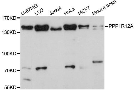 Western blot - PPP1R12A Polyclonal Antibody (144-00587)