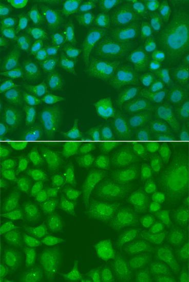 Immunofluorescence - AES antibody (144-07874)
