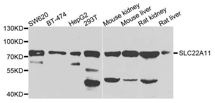 Western blot - SLC22A11 antibody (144-07816)