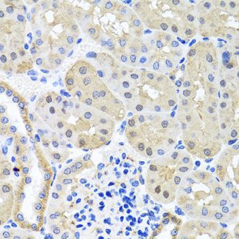 Immunohistochemistry - BSND antibody (144-07747)