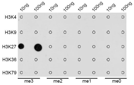 Dot Blot - TriMethyl-Histone H3-K27 pAb (144-02363)