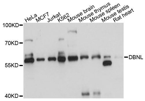 Western blot - DBNL antibody (144-60471)