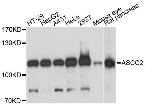 Western blot - ASCC2 Polyclonal Antibody (144-60482)