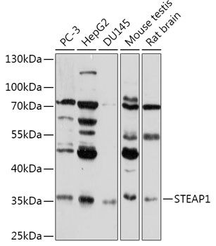 Western blot
