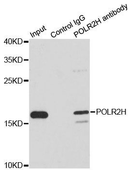 Immunoprecipitation - 1ug POLR2H antibody (144-60291)